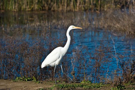 Image of Great Egret