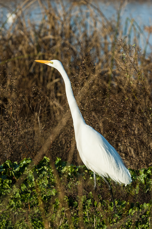 Image of Great Egret