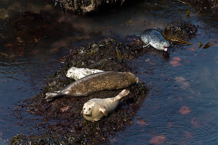 Image of common seal, harbour seal