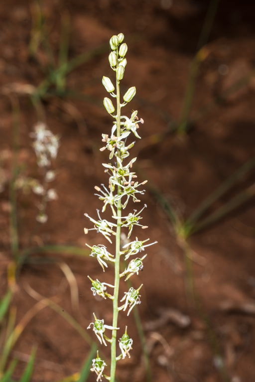 Image of Klamath rushlily