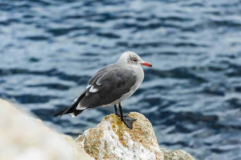 Larus heermanni Cassin 1852 resmi