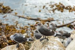 Larus heermanni Cassin 1852 resmi