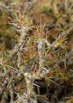 Image of storksbill family