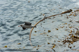 Larus heermanni Cassin 1852 resmi