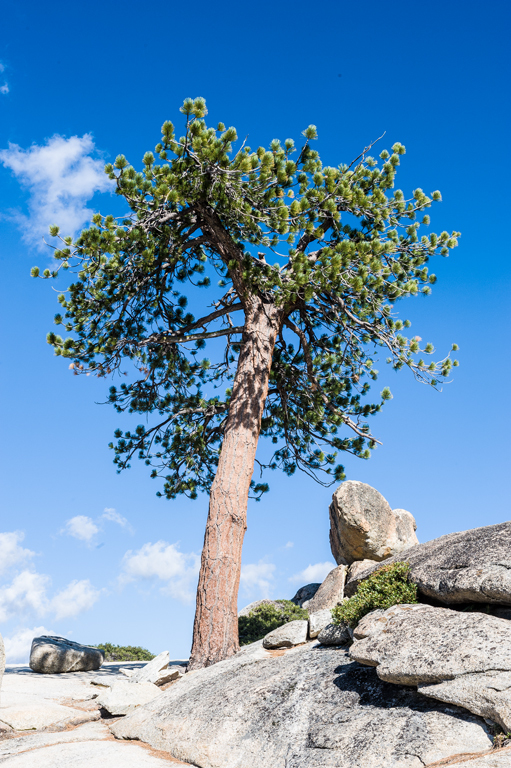 Image of Jeffrey Pine