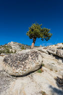 Image of Jeffrey Pine