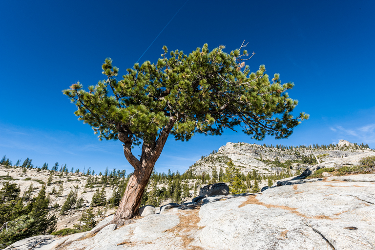 Image of Jeffrey Pine