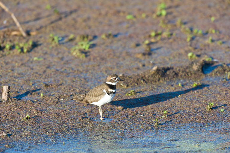 Image of Killdeer