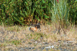 Image of Killdeer