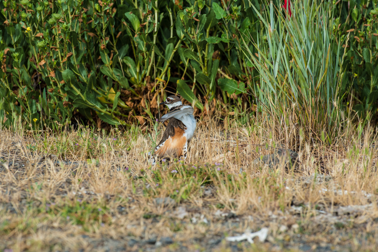 Image of Killdeer