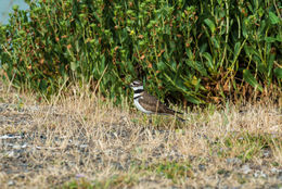 Image of Killdeer