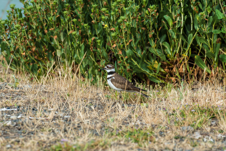 Image of Killdeer