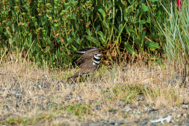 Image of Killdeer