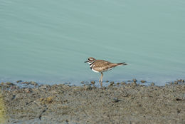 Image of Killdeer