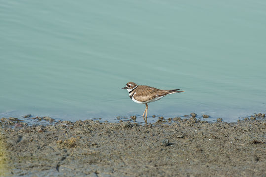 Image of Killdeer