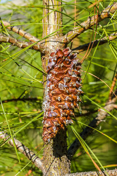 Imagem de Pinus attenuata Lemmon