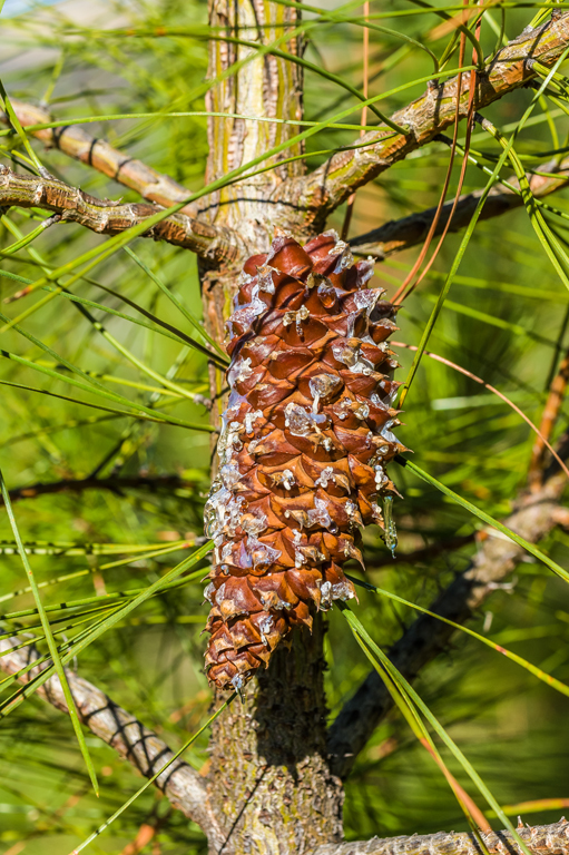 Pinus attenuata Lemmon的圖片