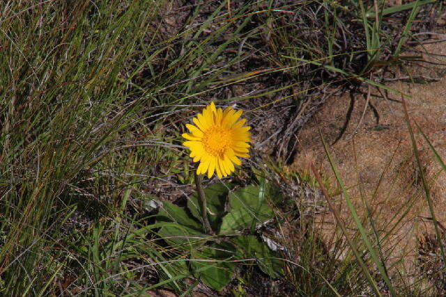 Image of Transvaal daisy