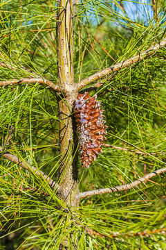 Image of knobcone pine