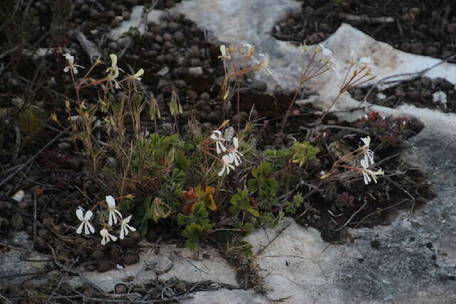 Imagem de Pelargonium