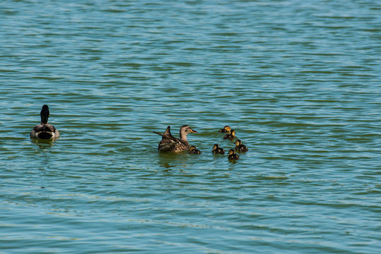 Image of Common Mallard