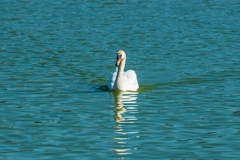 Image of Mute Swan