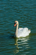 Image of Mute Swan