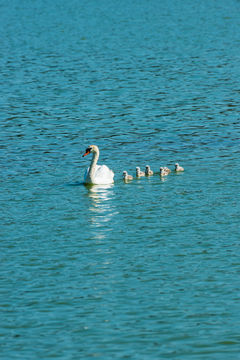 Image of Mute Swan