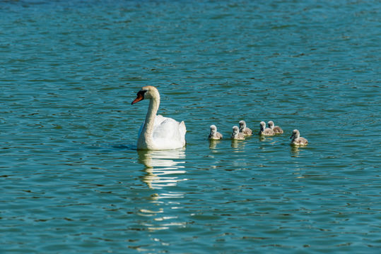 Image of Mute Swan