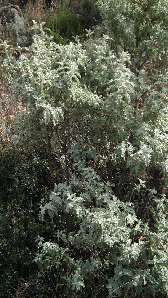 Image of Butterfly Bush