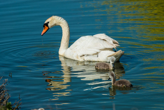 Image of Mute Swan