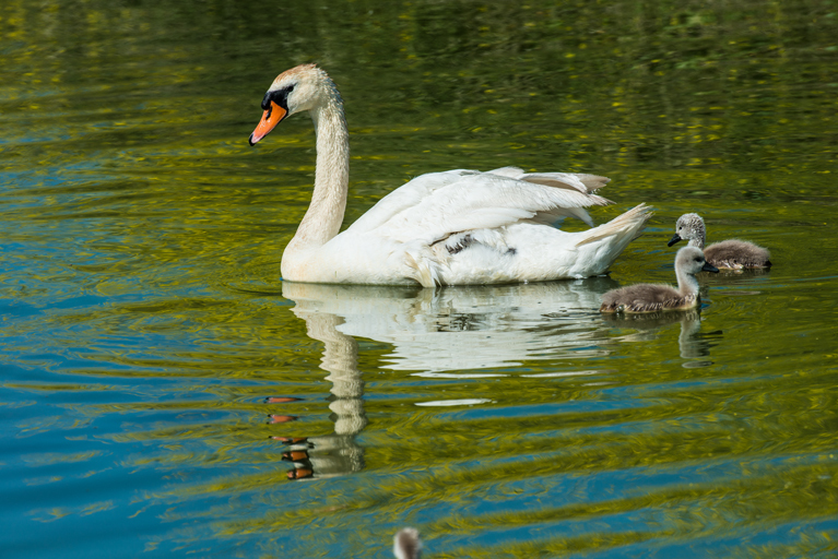 Image of Mute Swan