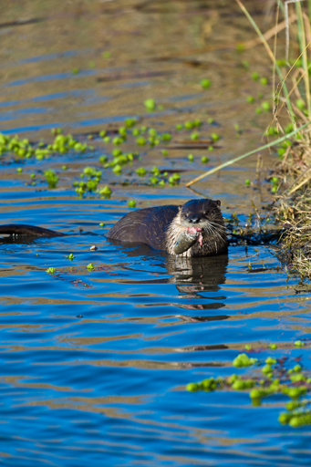 Plancia ëd Lontra canadensis (Schreber 1777)