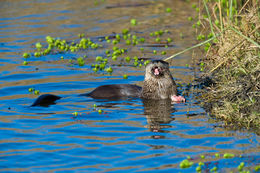 Plancia ëd Lontra canadensis (Schreber 1777)