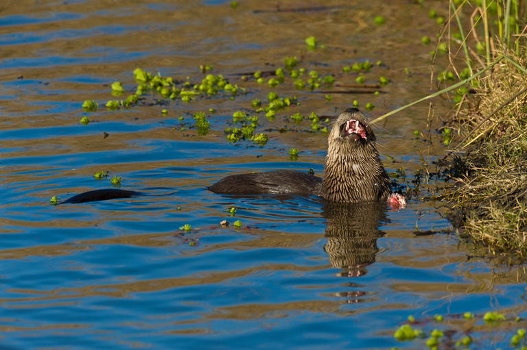 Plancia ëd Lontra canadensis (Schreber 1777)