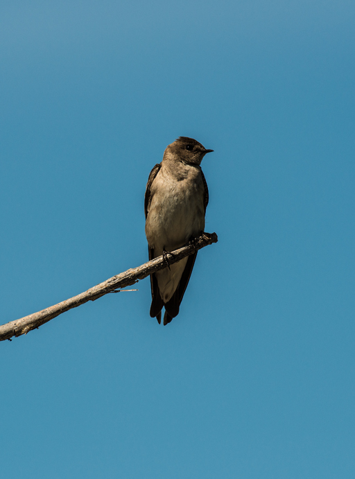 Image of Northern Rough-winged Swallow