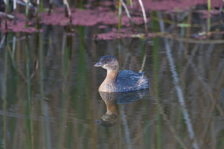 Image of Pied-billed Grebe