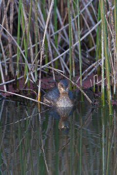 Image of Pied-billed Grebe