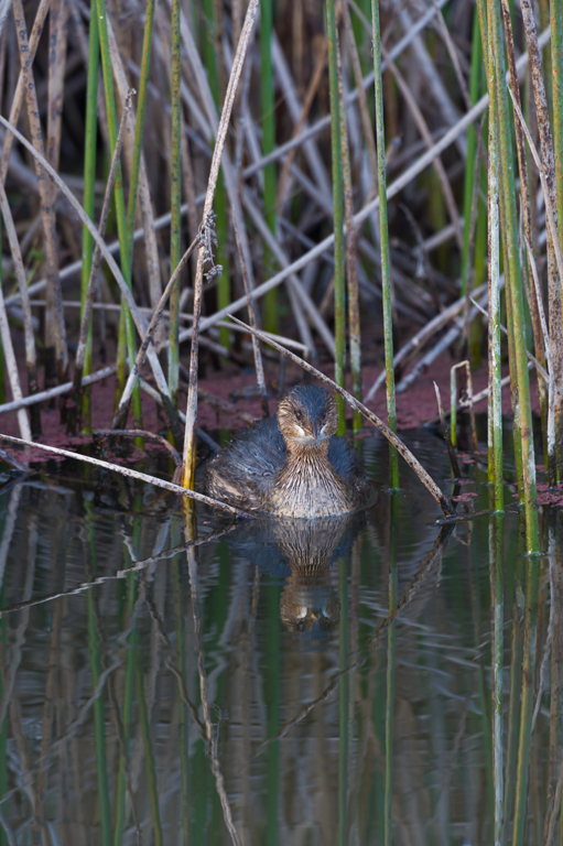 Imagem de Podilymbus podiceps (Linnaeus 1758)