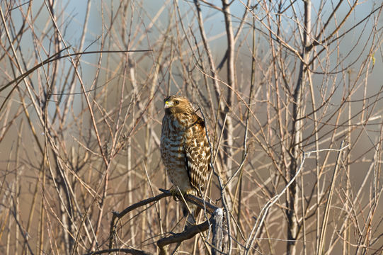 Image of Red-shouldered Hawk