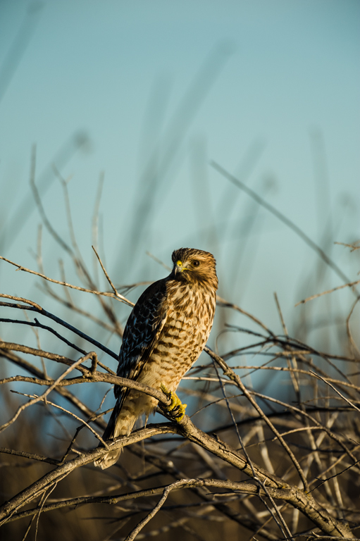 Image of Red-shouldered Hawk