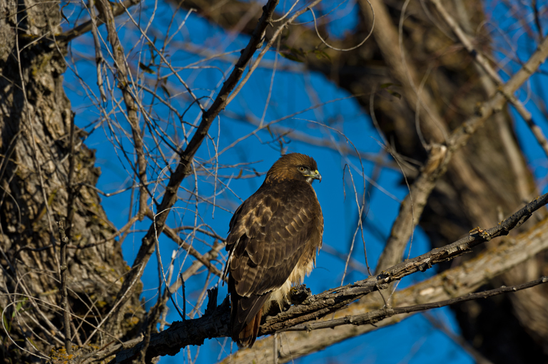 Image of Red-tailed Hawk