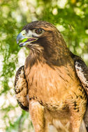 Image of Red-tailed Hawk