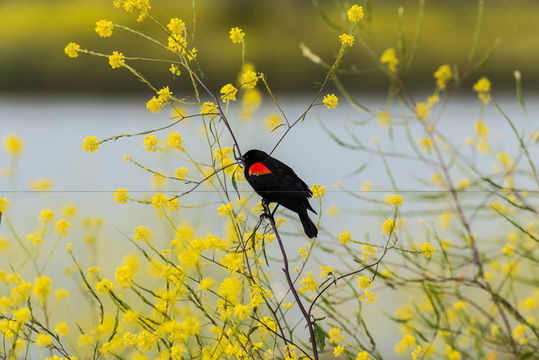 Image of Red-winged Blackbird