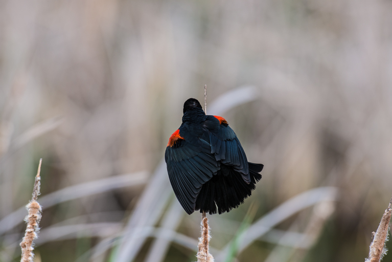 Image of Red-winged Blackbird