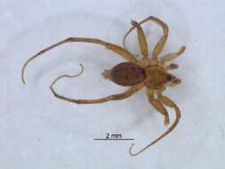 Image of ammoxenid spiders