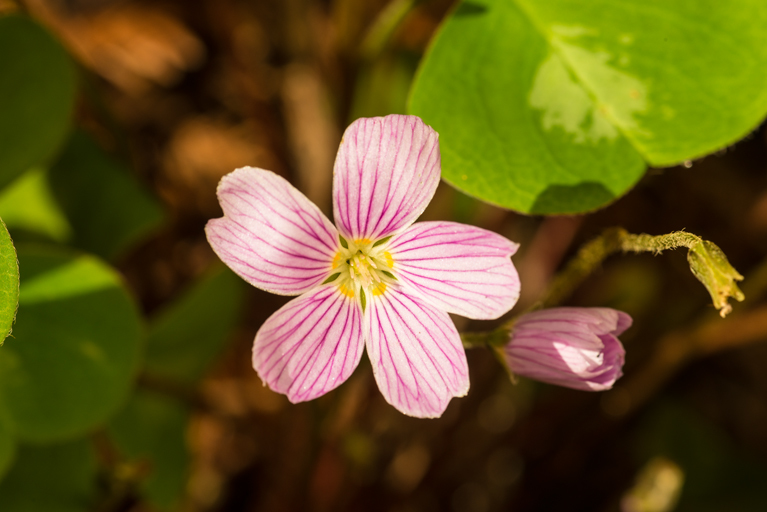 Image of redwood-sorrel