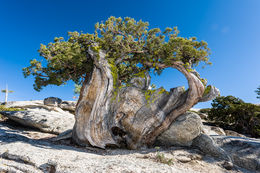 Imagem de <i>Juniperus grandis</i>