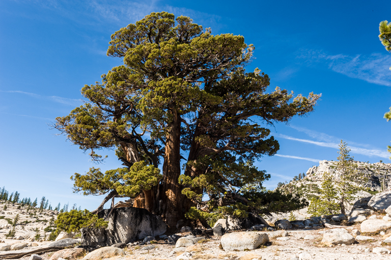 Слика од <i>Juniperus grandis</i>
