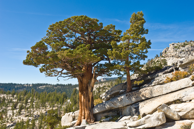 Imagem de <i>Juniperus grandis</i>